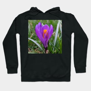 Purple and Orange Flower in Grass Hoodie